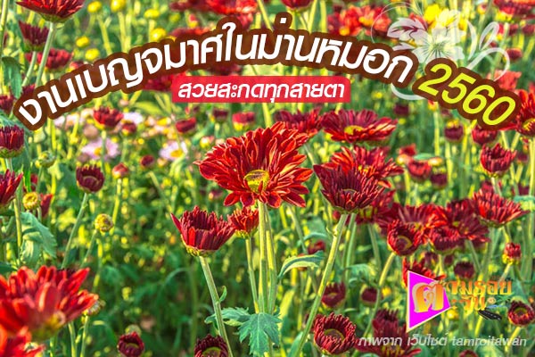 งานเบญจมาศบานในม่านหมอก