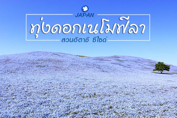 ทุ่งดอกเนโมฟีลา ญี่ปุ่น