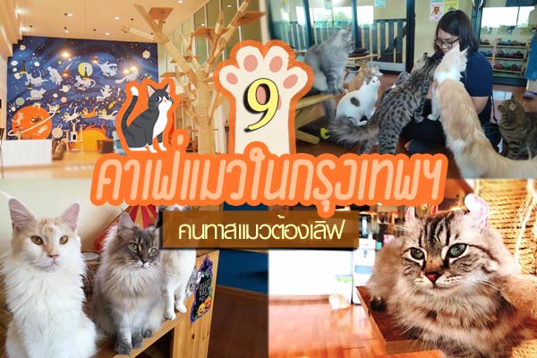 คาเฟ่แมวในกรุงเทพ