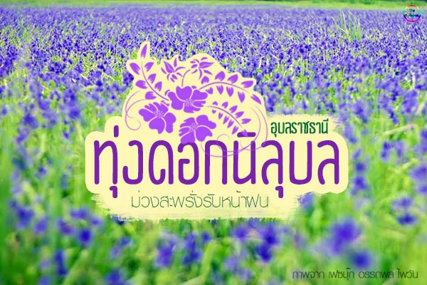 ทุ่งดอกนิลุบล