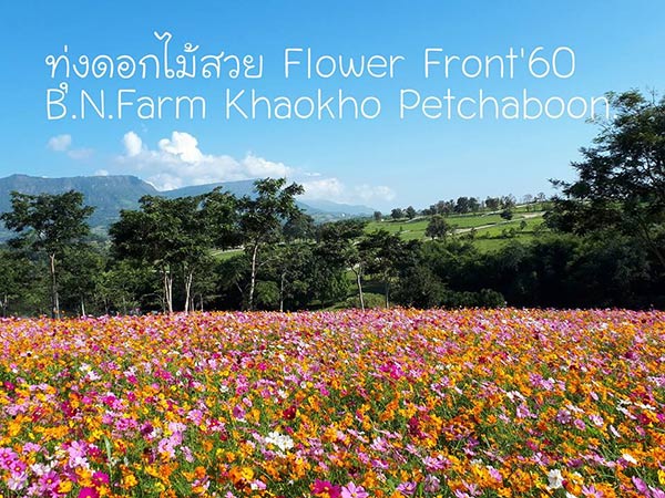 ดอกไม้หน้าหนาว