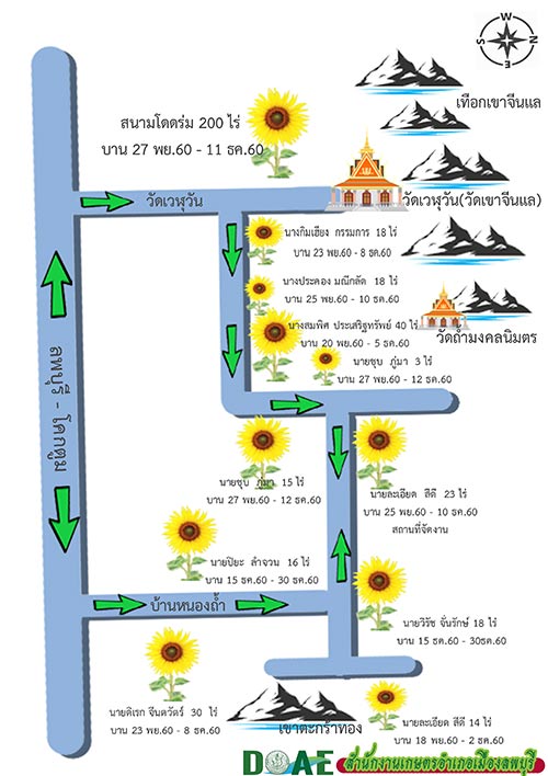 ทุ่งทานตะวัน ลพบุรี