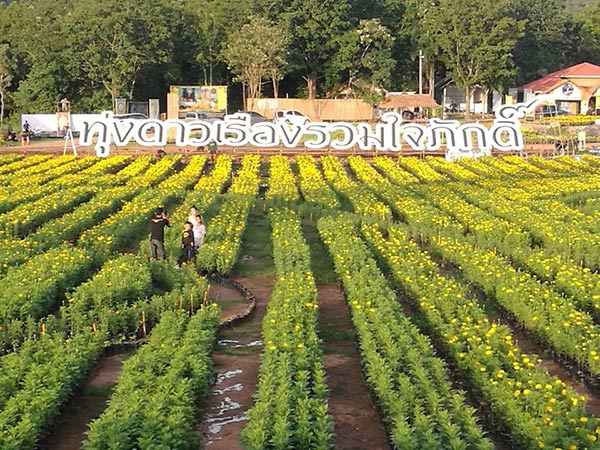 ทุ่งดาวเรือง รวมใจภักดิ์