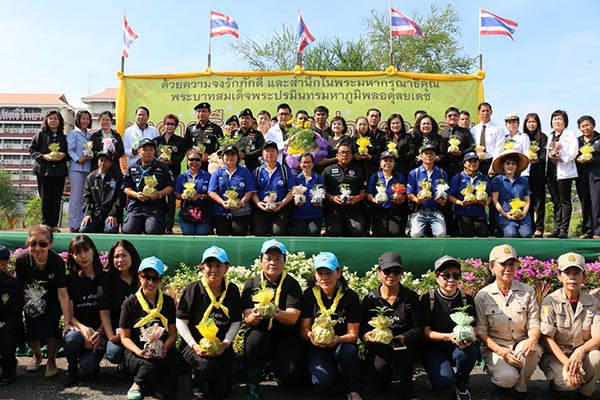 ทุ่งดอกดาวเรืองถวายพ่อ ร.9