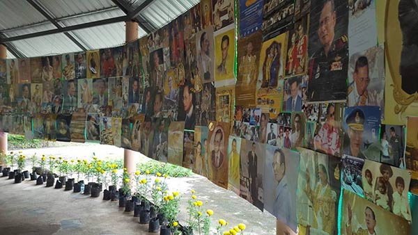 ทุ่งดาวเรือง รวมใจภักดิ์