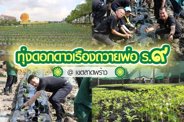 ทุ่งดาวเรืองถวายพ่อ ร.9