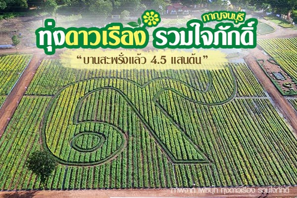 ทุ่งดาวเรือง รวมใจภักดิ์