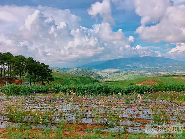 ทุ่งกังหันลม