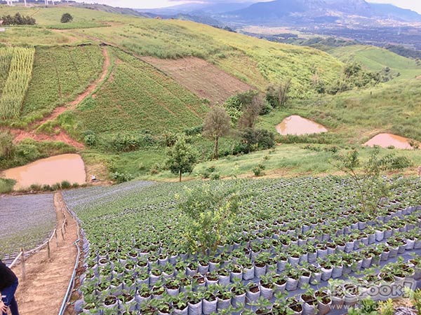 ทุ่งกังหันลม