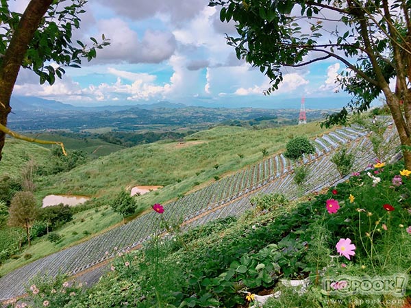 ทุ่งกังหันลม