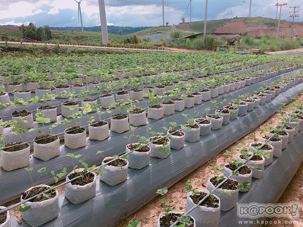 ทุ่งกังหันลม