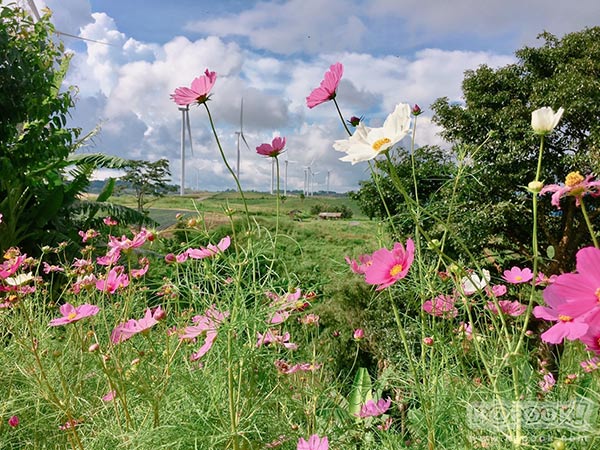 ทุ่งกังหันลม