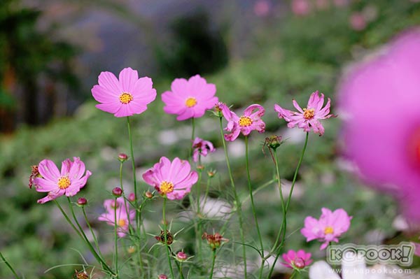 ทุ่งกังหันลม