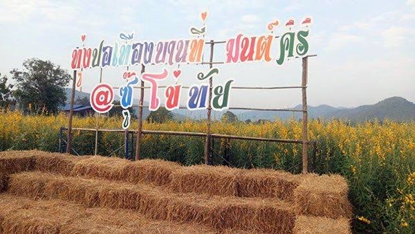 ทุ่งปอเทือง สุโขทัย