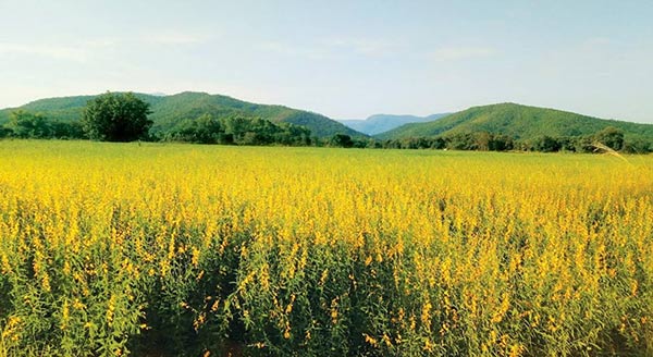 ทุ่งปอเทือง สุโขทัย