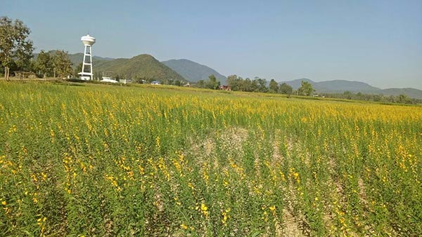 ทุ่งปอเทือง สุโขทัย