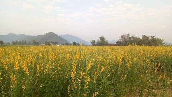 ทุ่งปอเทือง สุโขทัย