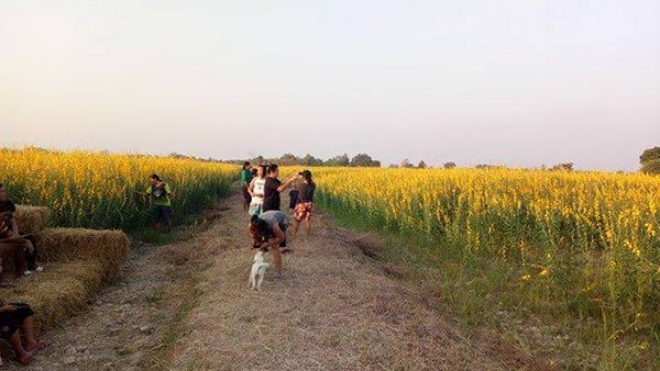 ทุ่งปอเทือง สุโขทัย