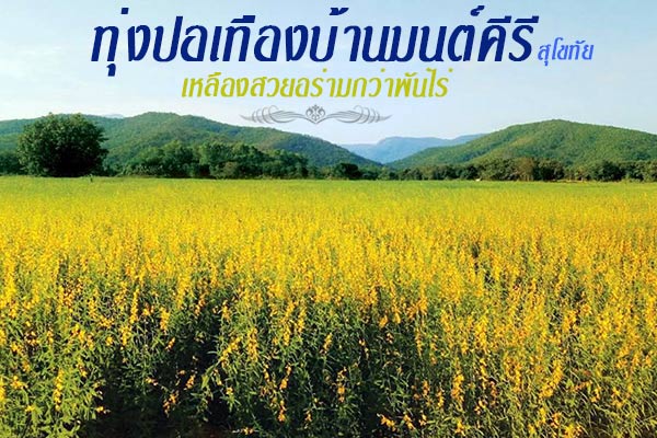 ทุ่งปอเทือง สุโขทัย