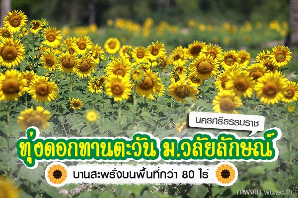 ทุ่งทานตะวัน ม.วลัยลักษณ์