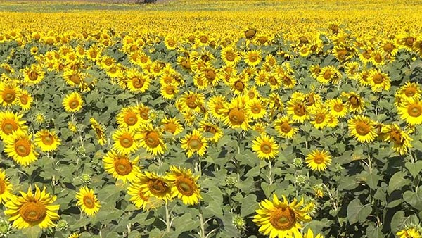 ทุ่งทานตะวันชอนม่วง