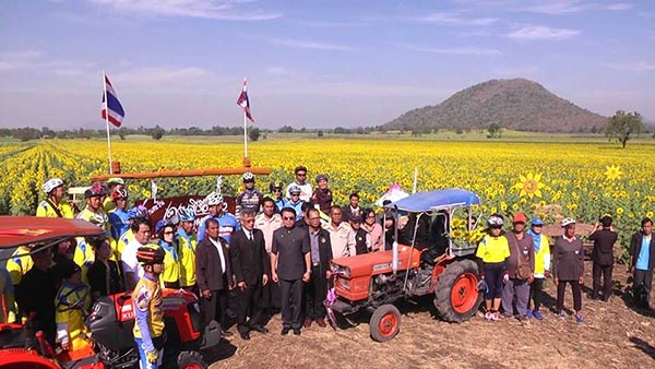 ทุ่งทานตะวันชอนม่วง