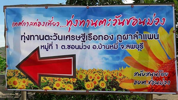 ทุ่งทานตะวันชอนม่วง