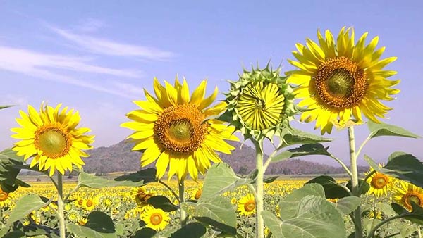 ทุ่งทานตะวันชอนม่วง