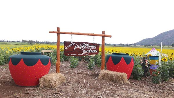 ทุ่งทานตะวันชอนม่วง