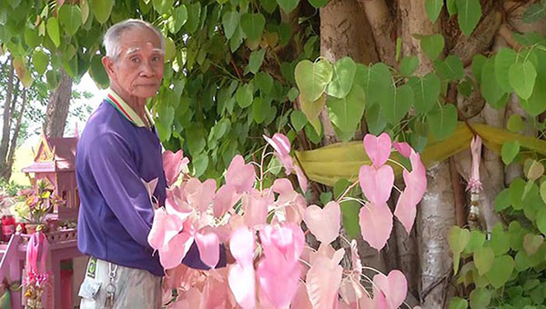 ต้นโพธิ์ประหลาด ออกใบสีชมพู