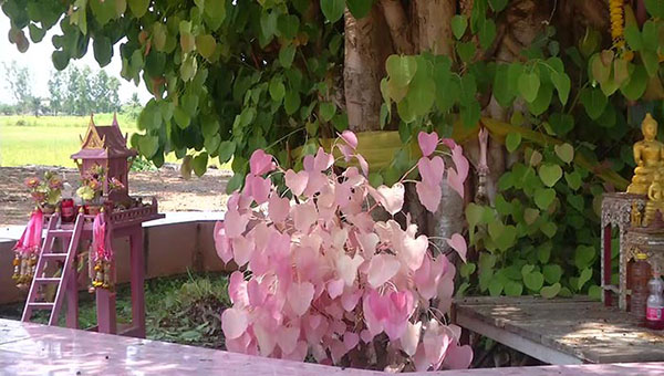 ต้นโพธิ์ประหลาด ออกใบสีชมพู