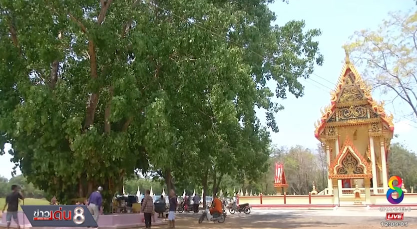 ต้นโพธิ์ประหลาด ออกใบสีชมพู