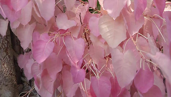 ต้นโพธิ์ประหลาด ออกใบสีชมพู