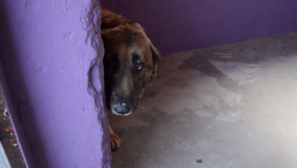 หมาแก่น่าเวทนาได้พบชีวิตใหม่อีกครั้ง