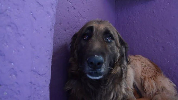 หมาแก่น่าเวทนาได้พบชีวิตใหม่อีกครั้ง