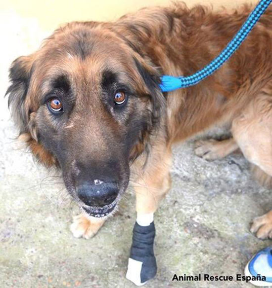 หมาแก่น่าเวทนาได้พบชีวิตใหม่อีกครั้ง