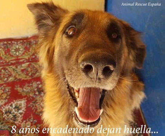 หมาแก่น่าเวทนาได้พบชีวิตใหม่อีกครั้ง