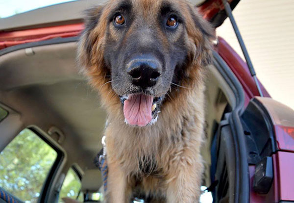 หมาแก่น่าเวทนาได้พบชีวิตใหม่อีกครั้ง