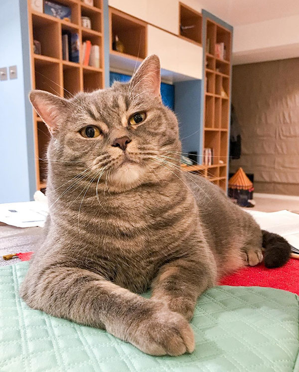 พ่อแมวจอมอ้วนเอาแต่แย่งลูกกิน