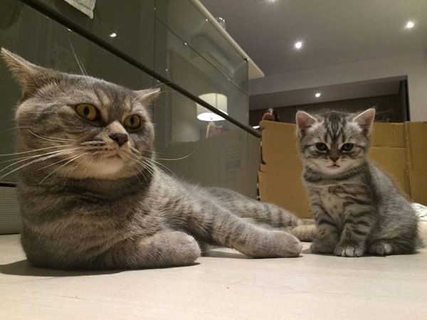 พ่อแมวจอมอ้วนเอาแต่แย่งลูกกิน