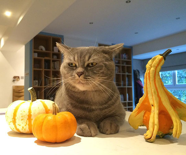 พ่อแมวจอมอ้วนเอาแต่แย่งลูกกิน