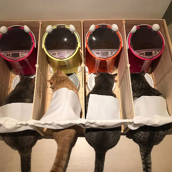 พ่อแมวจอมอ้วนเอาแต่แย่งลูกกิน