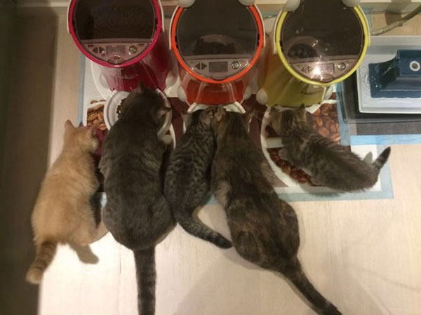 พ่อแมวจอมอ้วนเอาแต่แย่งลูกกิน