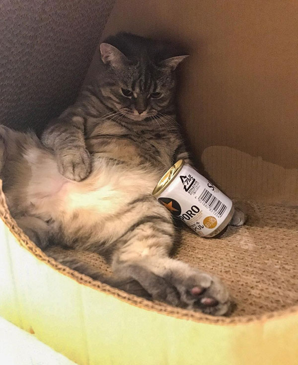 พ่อแมวจอมอ้วนเอาแต่แย่งลูกกิน