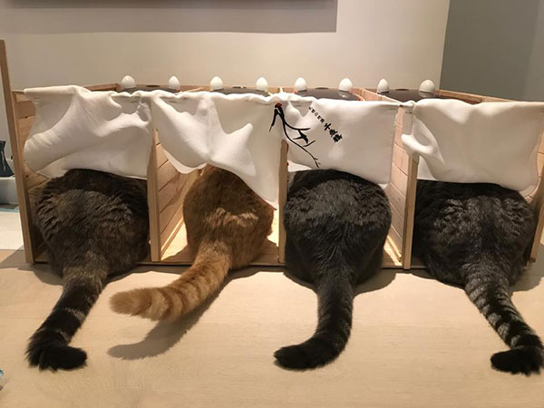 พ่อแมวจอมอ้วนเอาแต่แย่งลูกกิน