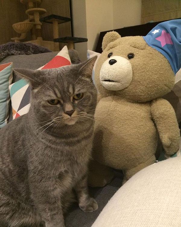 พ่อแมวจอมอ้วนเอาแต่แย่งลูกกิน