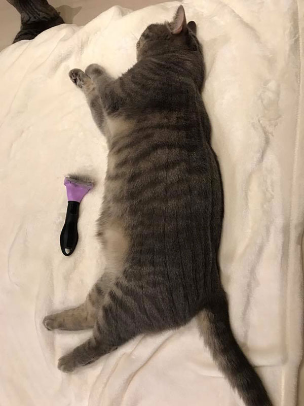 พ่อแมวจอมอ้วนเอาแต่แย่งลูกกิน