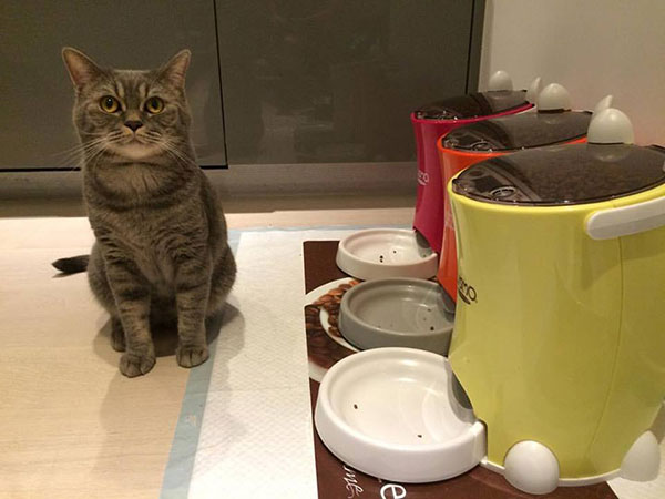 พ่อแมวจอมอ้วนเอาแต่แย่งลูกกิน