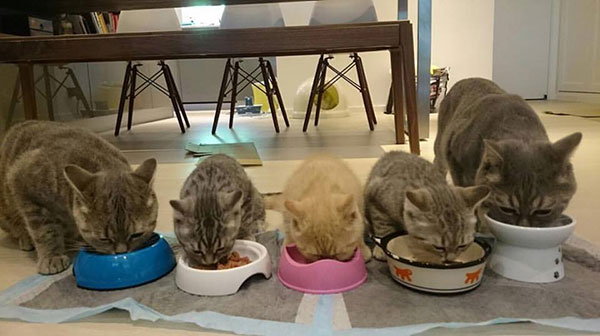 พ่อแมวจอมอ้วนเอาแต่แย่งลูกกิน