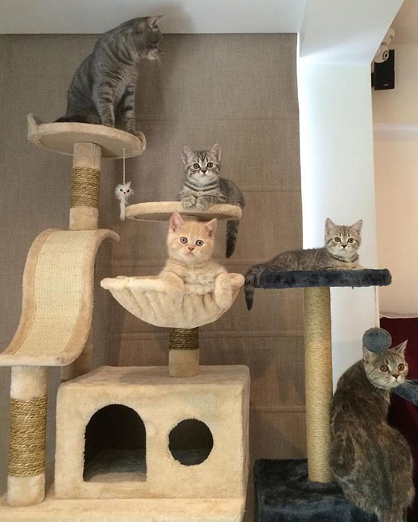 พ่อแมวจอมอ้วนเอาแต่แย่งลูกกิน